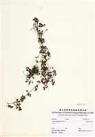 藏品(黑果深柱夢草)的圖片